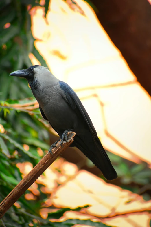 a grey and black bird sitting on top of a tree nch