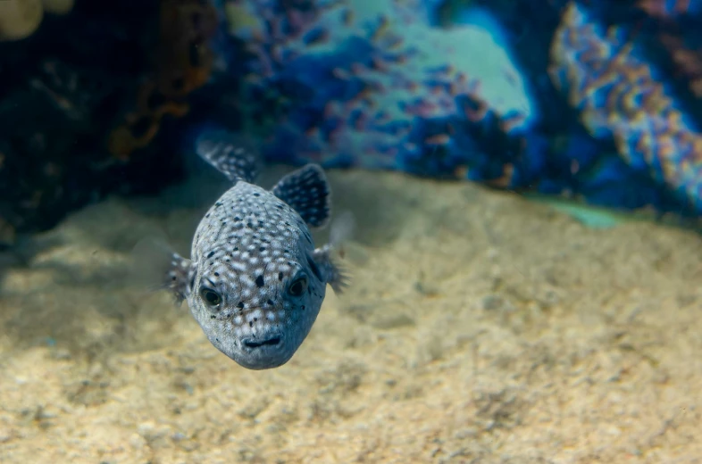 a fish swimming on the ground, underwater