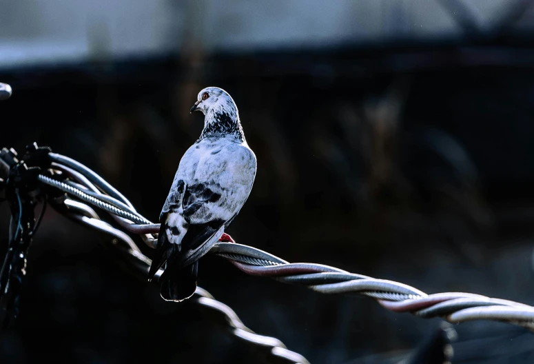 bird perched on edge of fence with cables surrounding