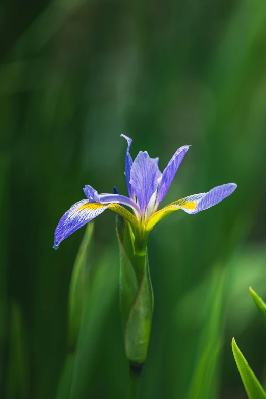 a purple flower with yellow and yellow stripes