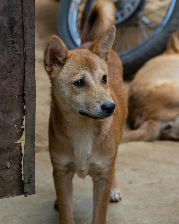 a brown puppy standing next to a tire