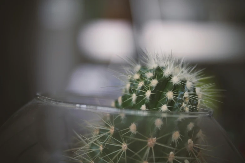 a green cactus sitting in a glass container