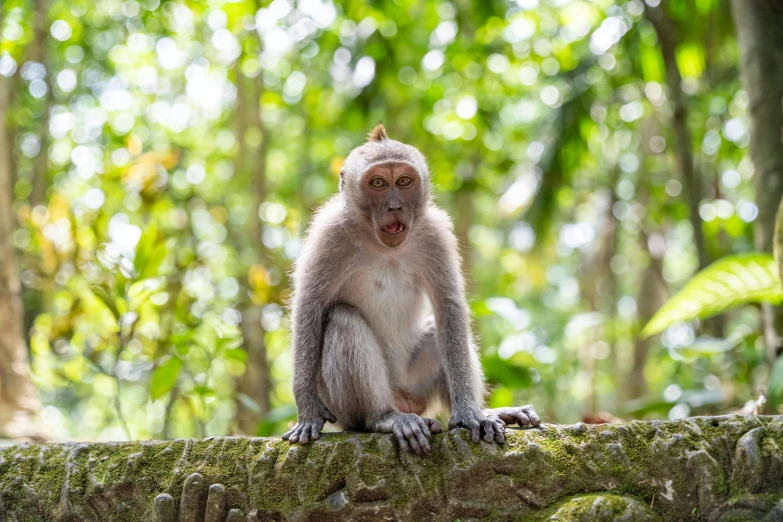 a long - haired monkey on top of a tree nch in the jungle