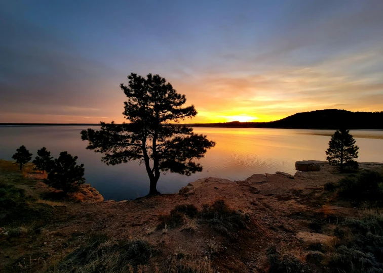 a lone tree is on the shoreline at sunset