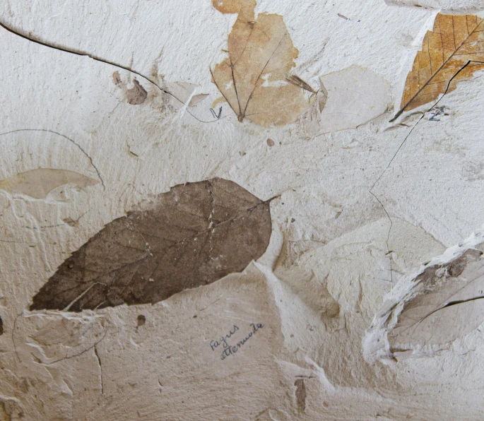 an image of two leaves and two birds on the wall