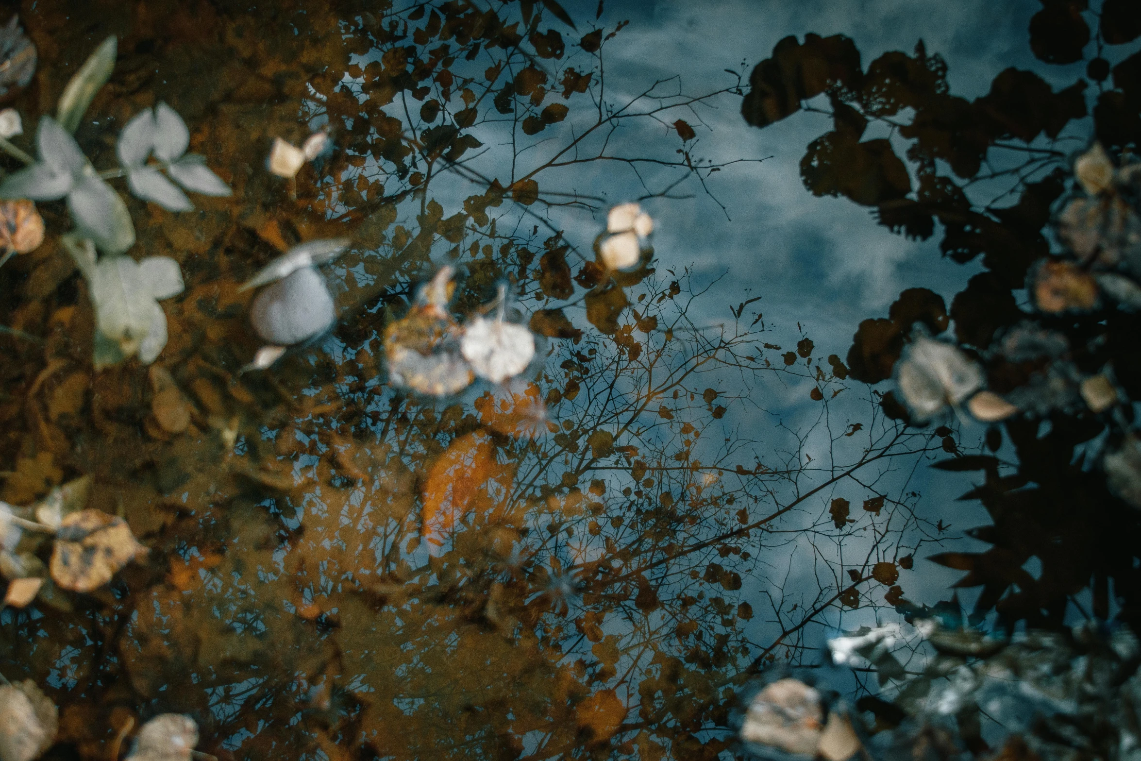 a picture of a sky and trees that has leaves and some water on it