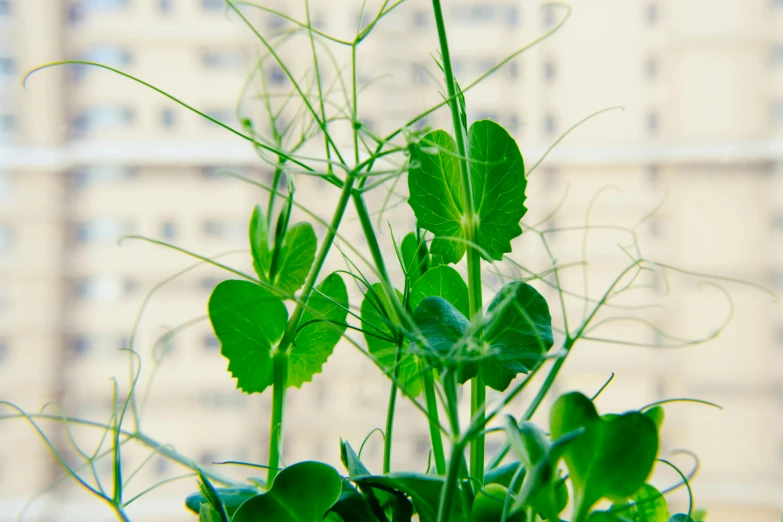 a close - up s of a green plant with lots of leaves