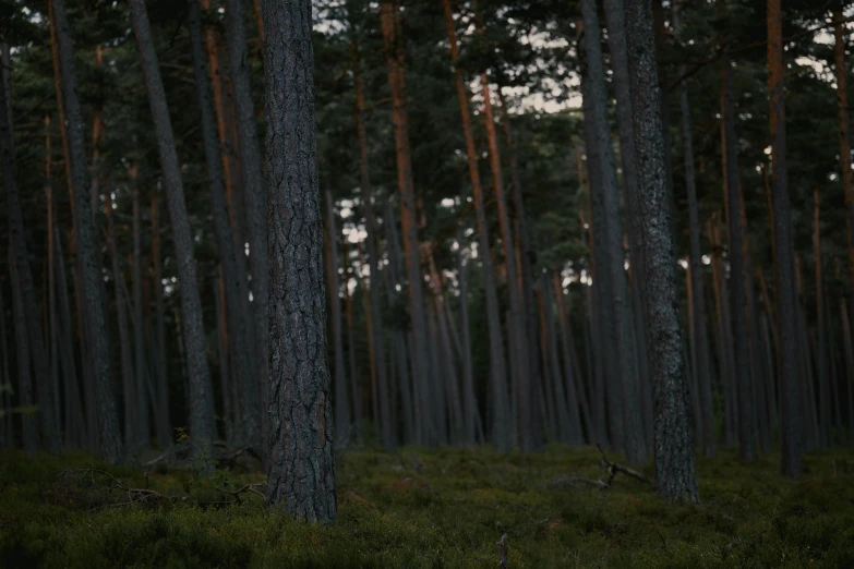 many trees with no leaves are on the grass