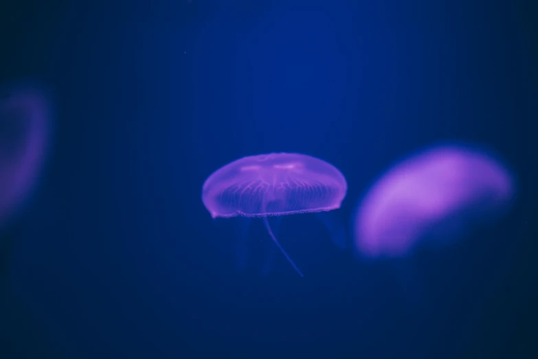 purple jellyfish in deep blue water with bright light