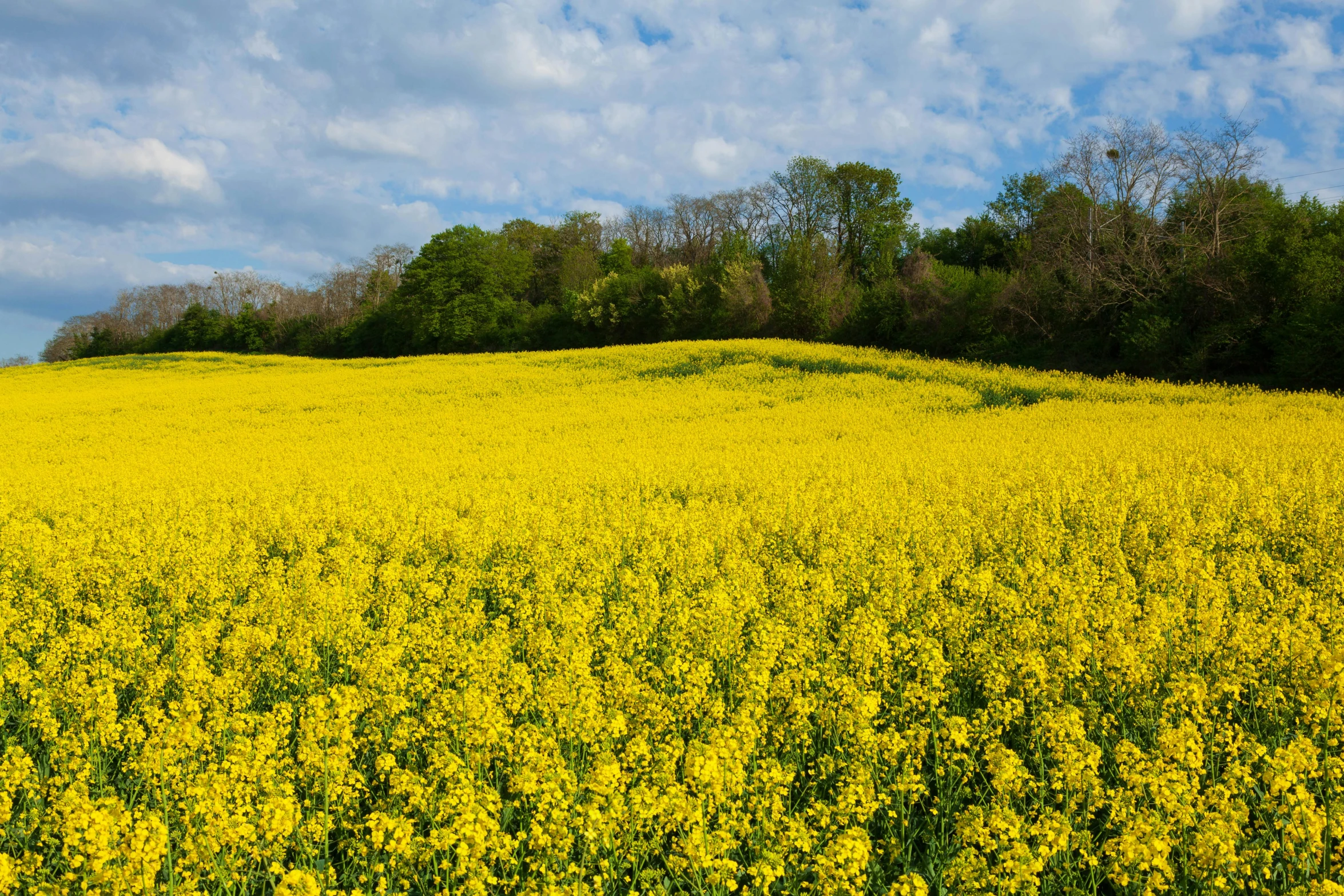 an open field with yellow flowers growing in it