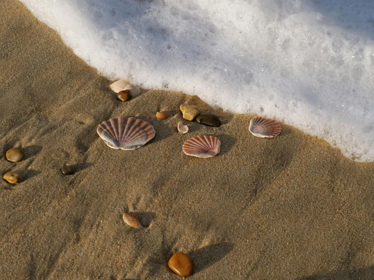 small shells on the sand near an ocean wave