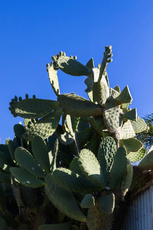 there is an image of a cactus in the background