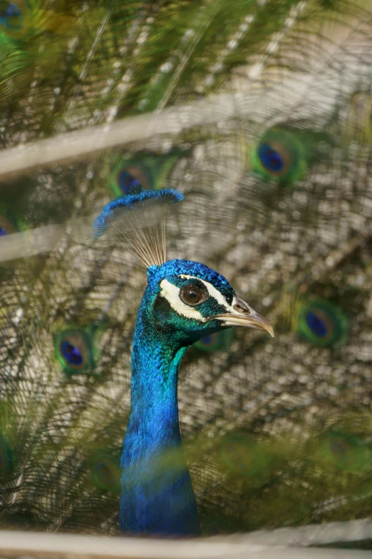 a peacock looking at its own feathers through a cage