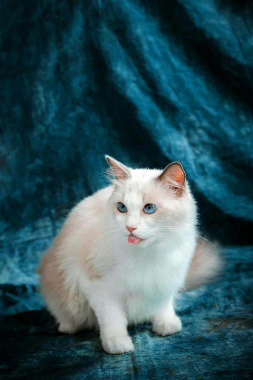 the kitten sits on the table with the blue eyes