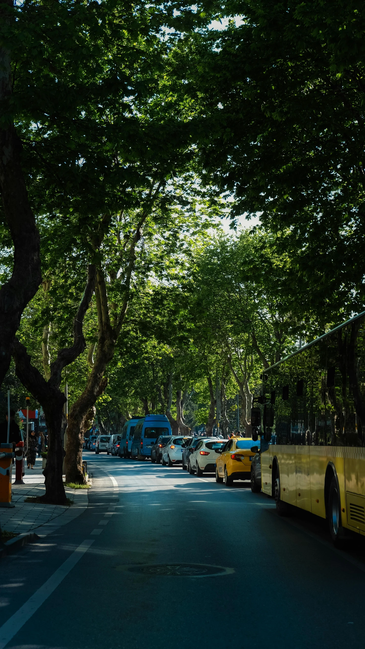 several cars on a street lined with trees and cars