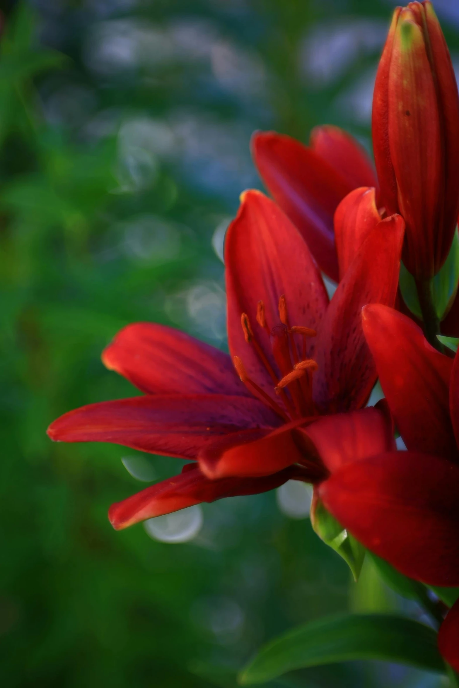 a closeup po of a red flower