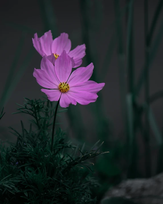 two pretty pink flowers are blooming by some grass