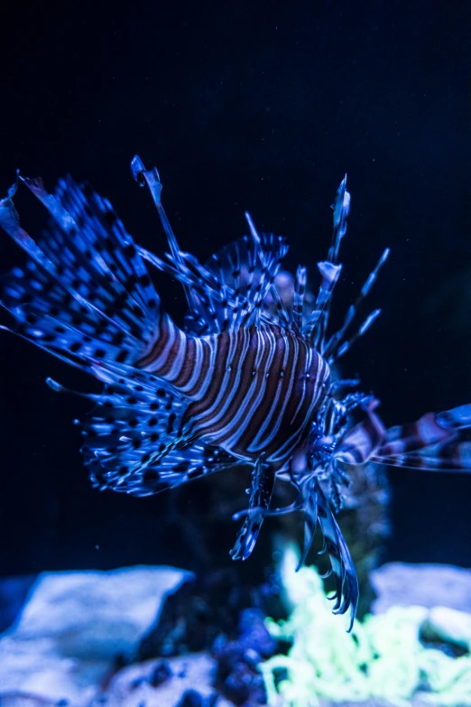 a lionfish swimming in an aquarium with green plants