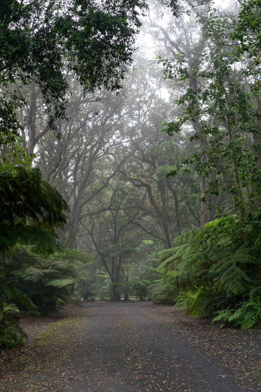 the empty road is covered with trees