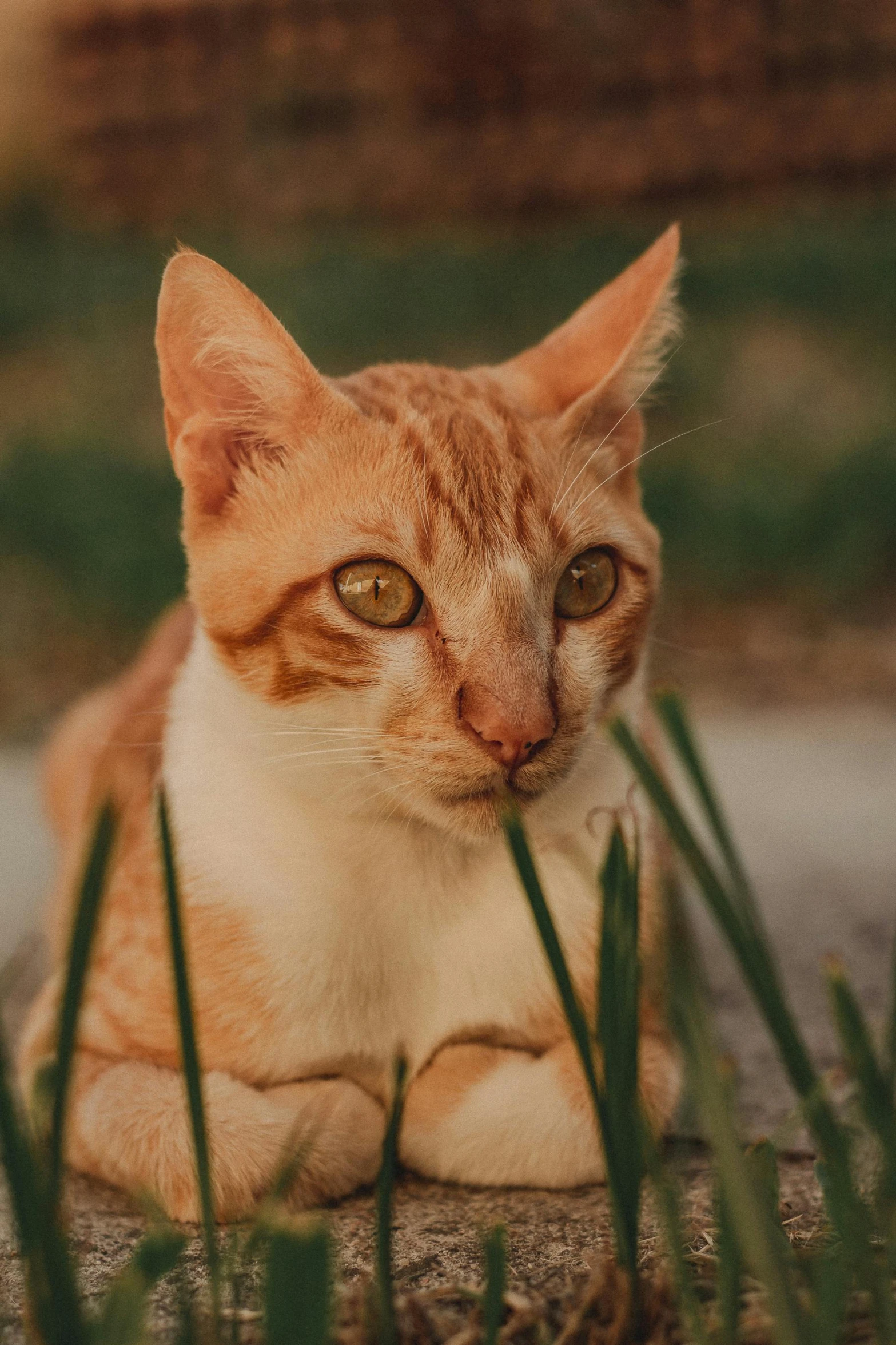 cat sitting on a rock with green grass around it