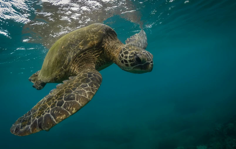 the large sea turtle has its head above water's surface