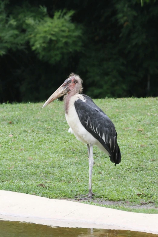 a bird with a big long beak standing in a park