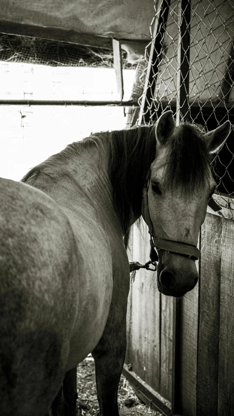 a horse standing behind a fence in an enclosure