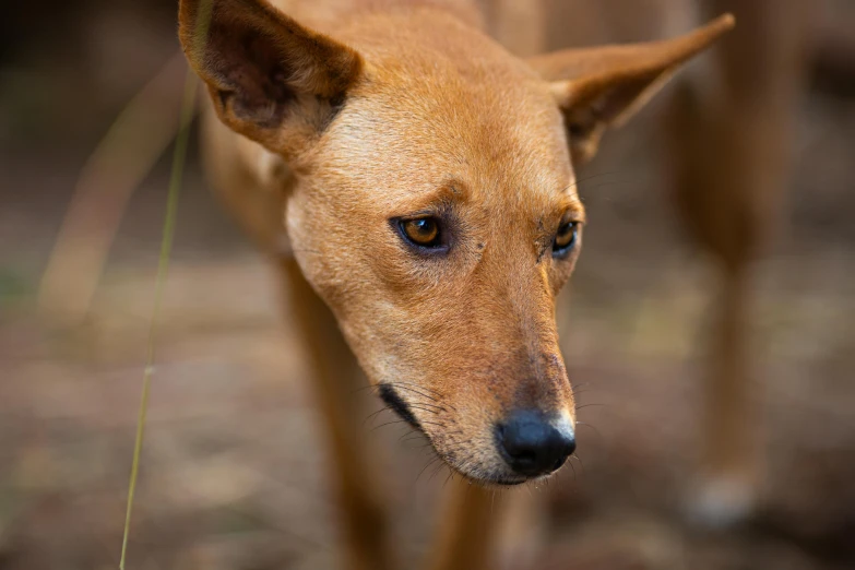 a dog standing in the middle of a field