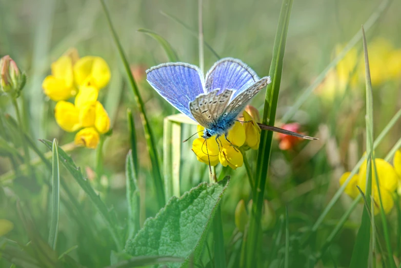 the erfly is standing on a flower in a field