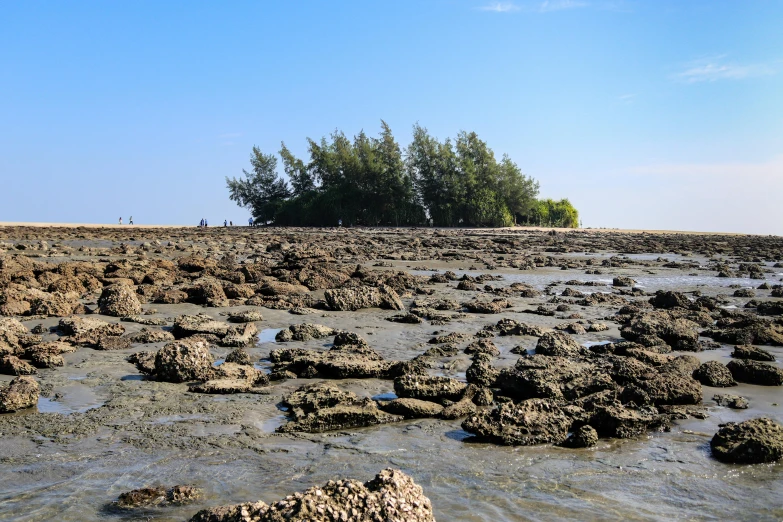 an island with trees in the background in a muddy landscape