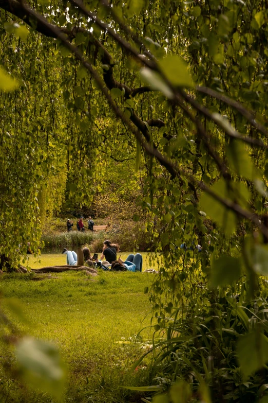 a couple of people sitting in the grass near trees