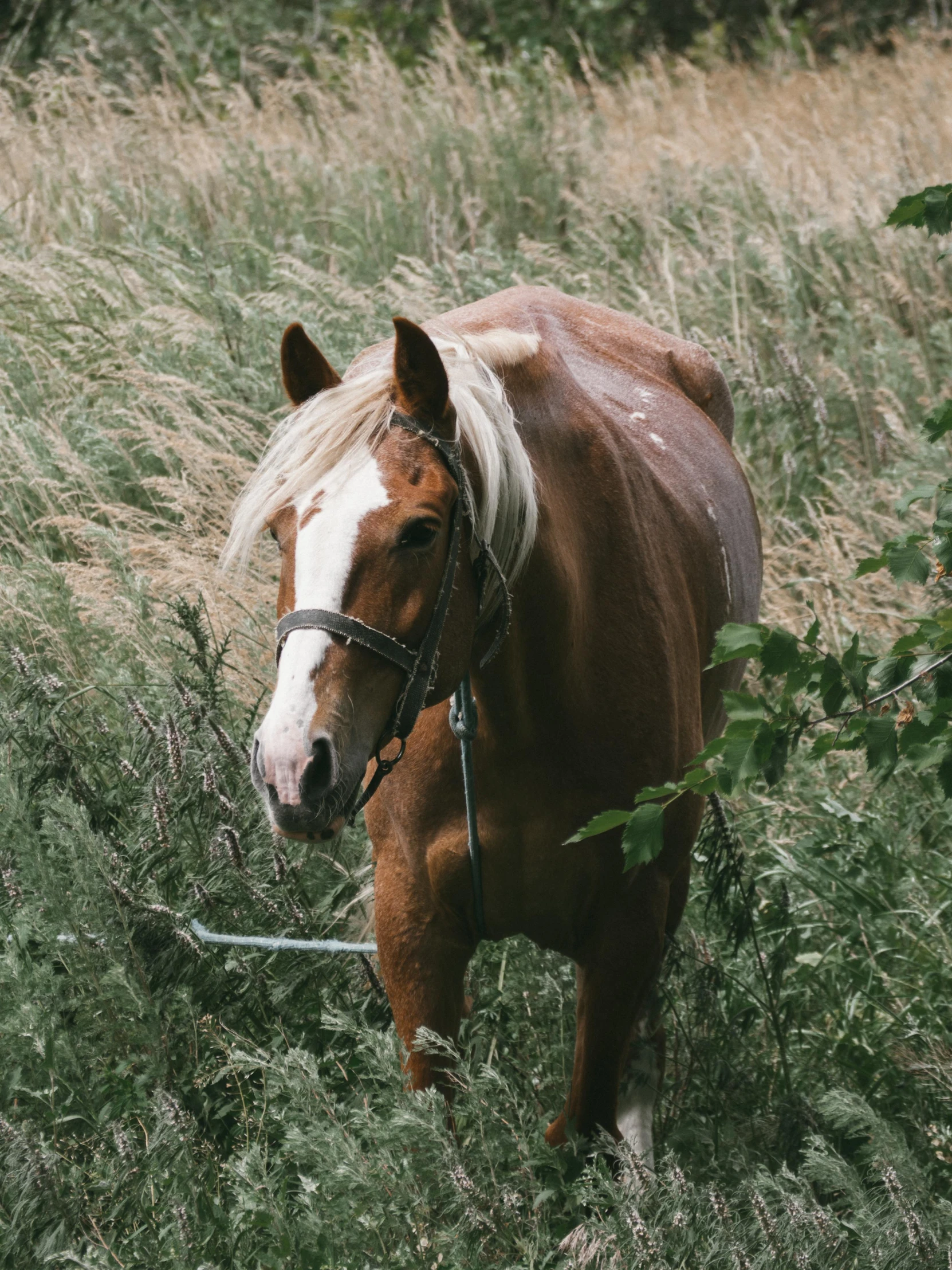 a horse with blond hair in a field