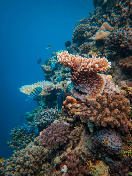 an underwater view of some colorful marine life