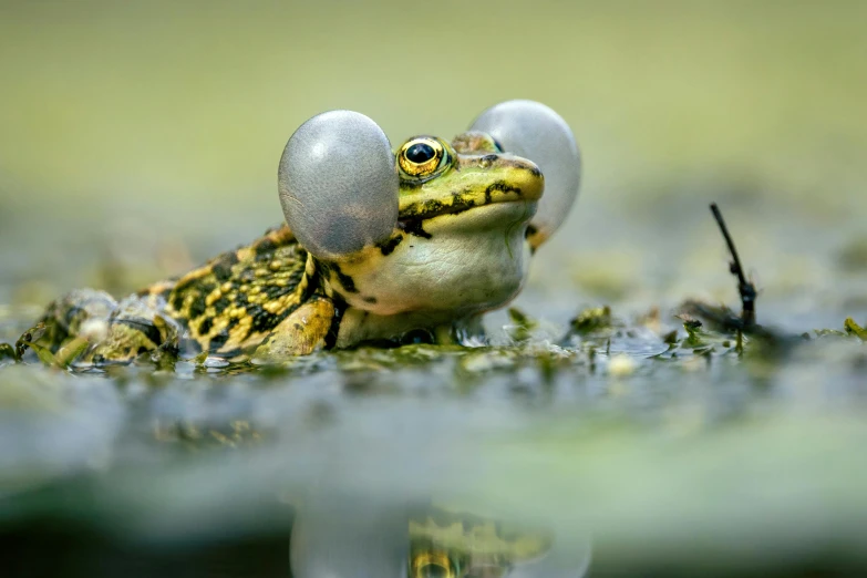 a frog with a plastic orb on it's head