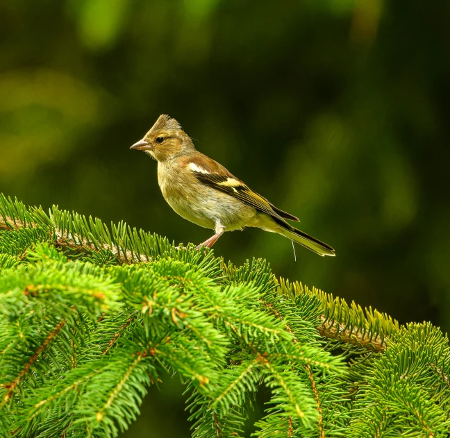 a small bird is perched on a green nch