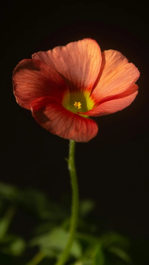 a single flower on a stalk with green stems