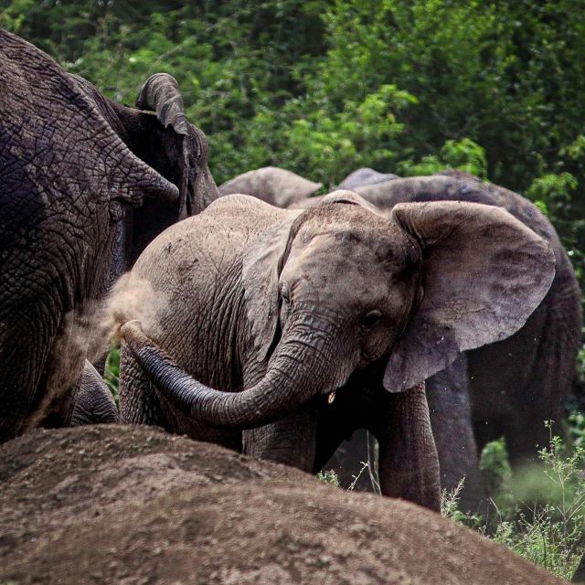 two elephants with their backs turned to one another