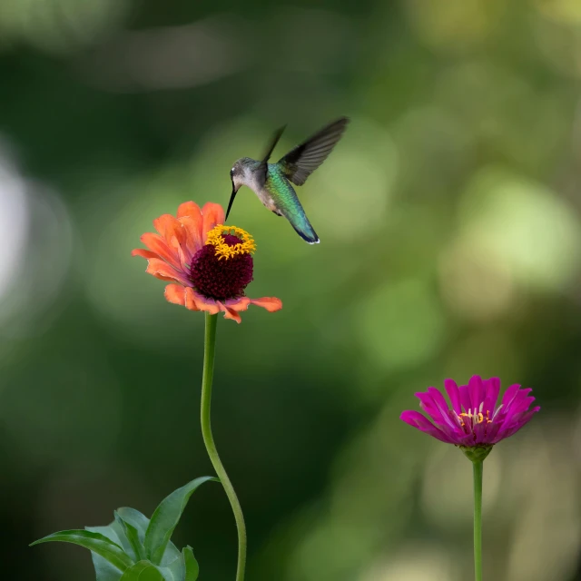 a hummingbird taking flight off of a flower