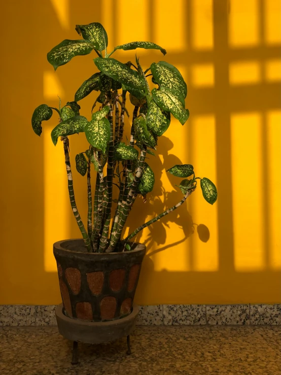a potted plant sitting next to a yellow wall