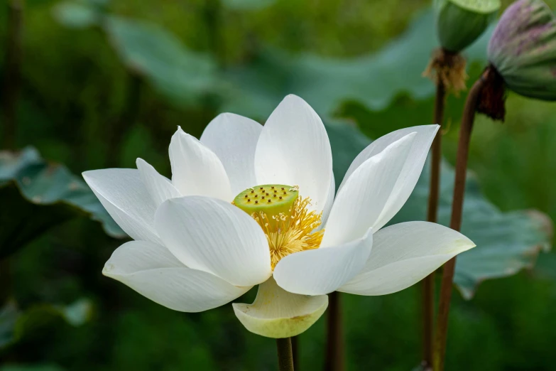 white lotus with leaves around the top and yellow stem