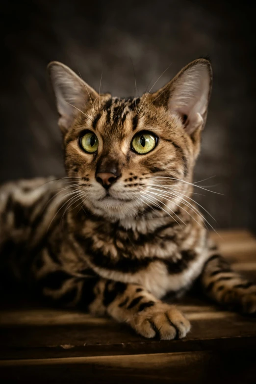 a close up of a cat laying on top of a wooden table