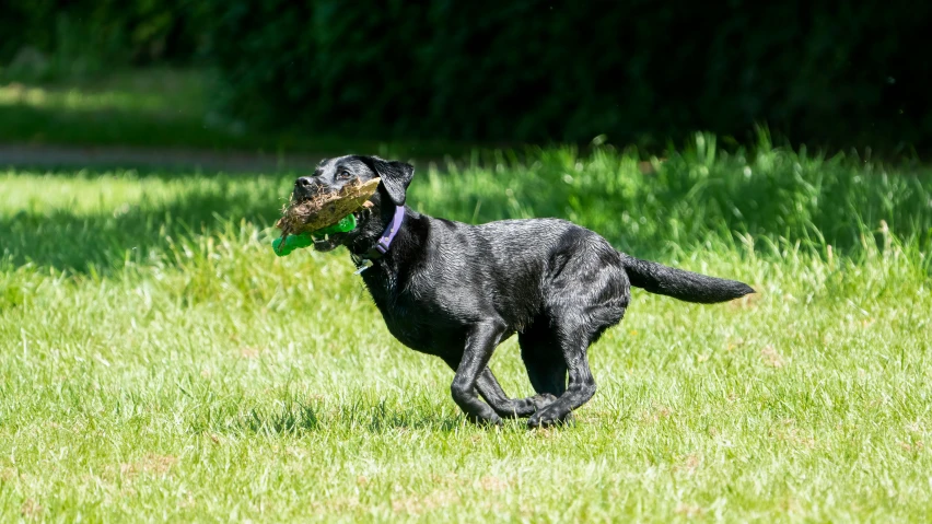 the dog is carrying soing in its mouth