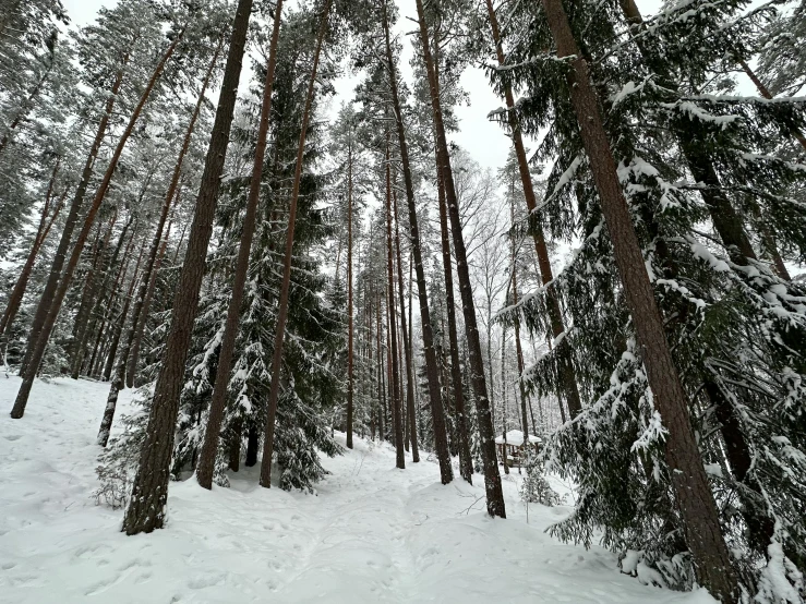 snow covered trees stand in a clearing