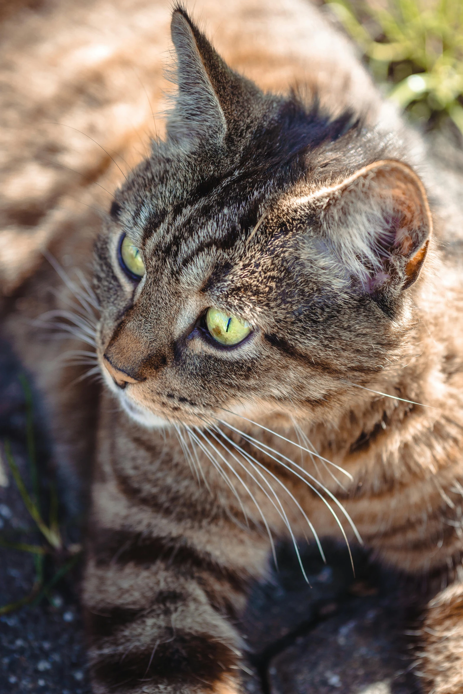 a grey cat sits next to some green grass