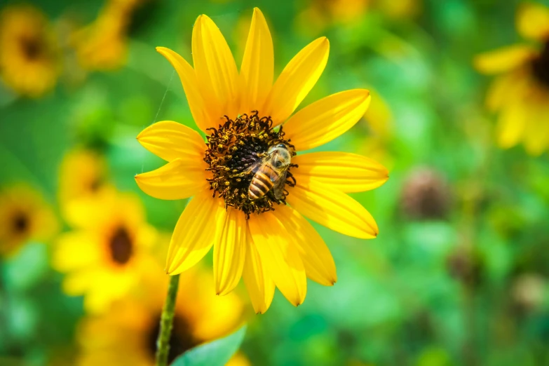 the sunflower has just landed near the bee