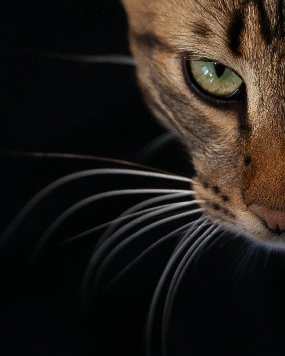 the green eyes of the cat are very beautiful