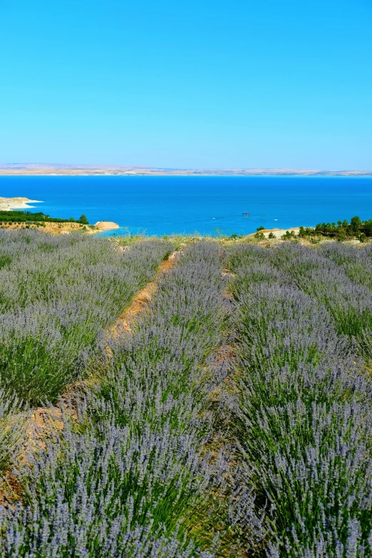 there are several lavenders on the edge of the water