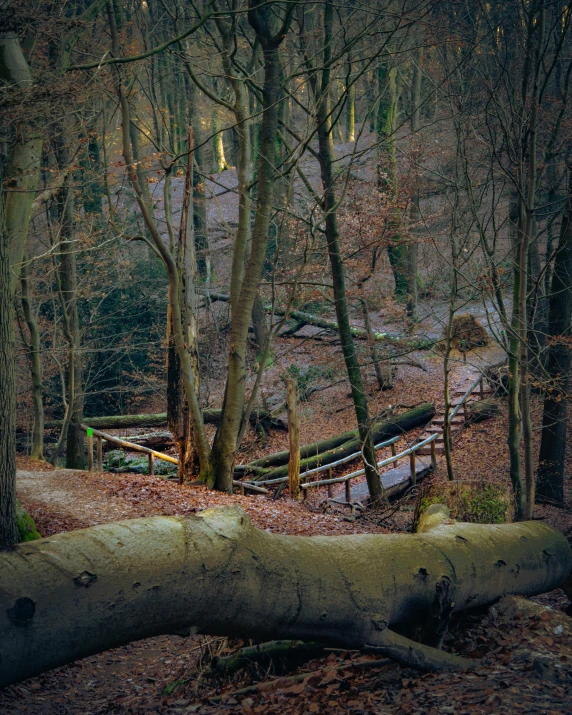 fallen tree in a wooded area with wooden benches