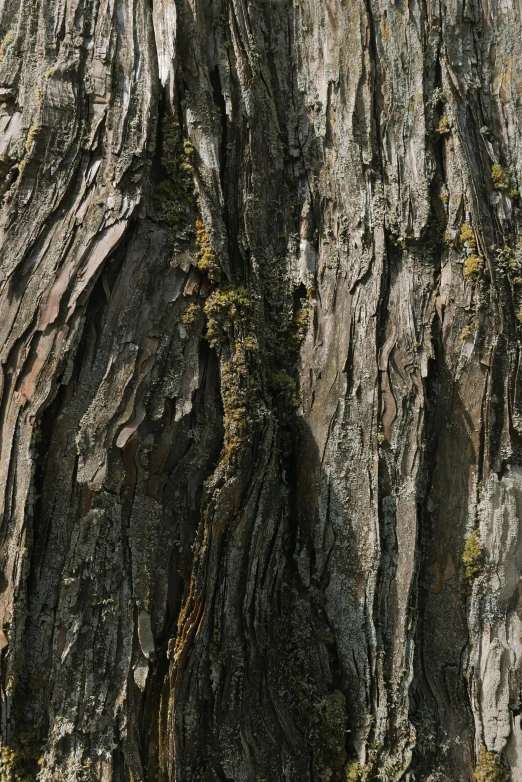 a bird that is perched on top of a tree