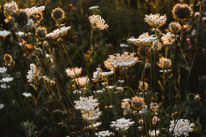 a field full of large white flowers covered in bugs